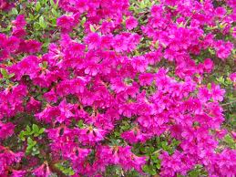 azalea