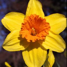 daffodil