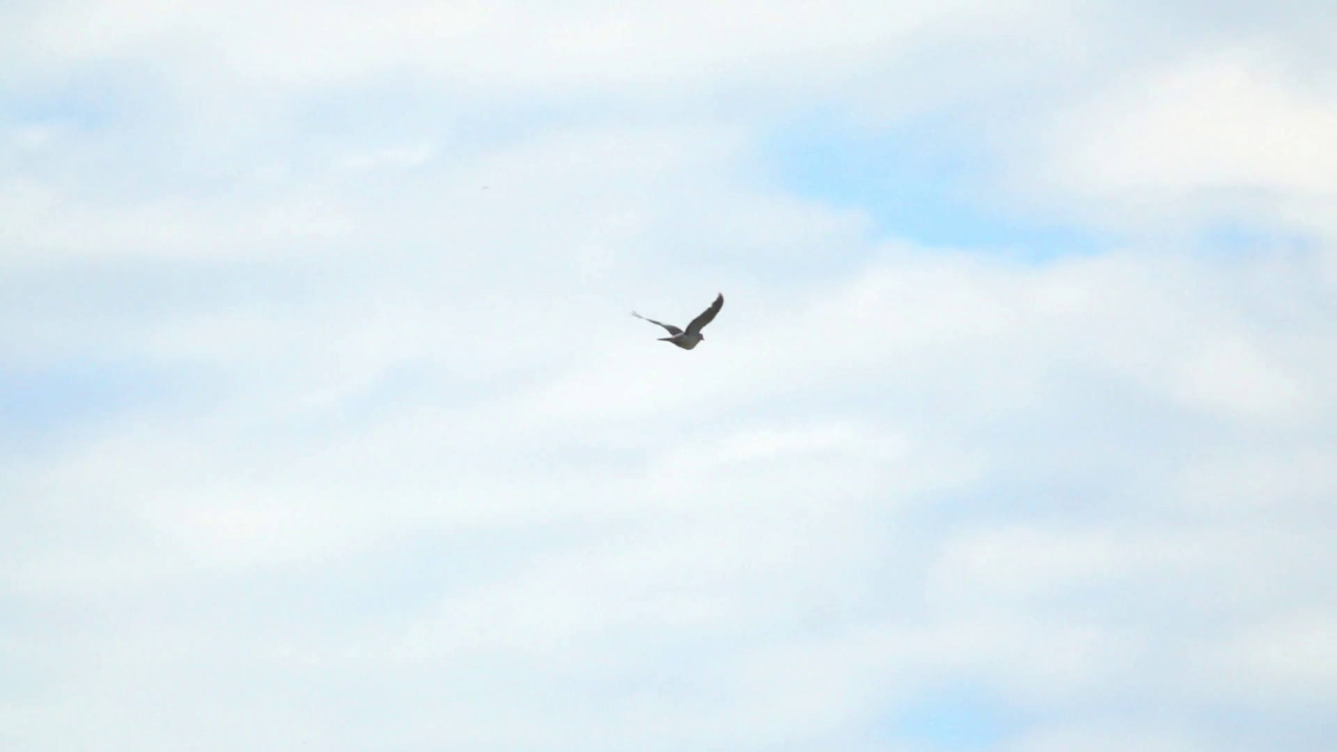 one-bird-flying-in-empty-sky-nature-background-with-wildlife_r09fknvge_thumbnail-full01
